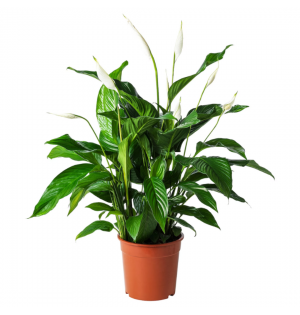 Spathiphyllum Barış çiçeği